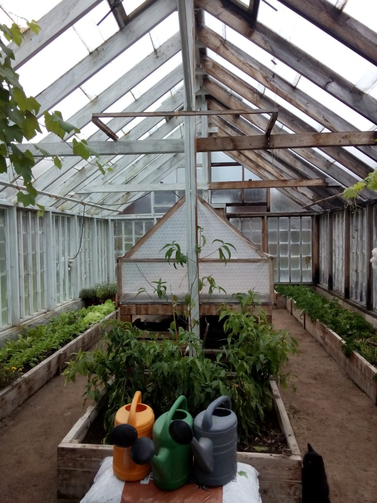 Odling i växthus